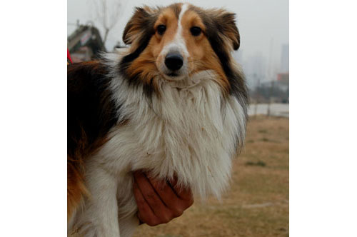 喜乐蒂牧羊犬(Shetland Sheepdog )