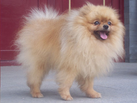 博美犬(Pomeranian)