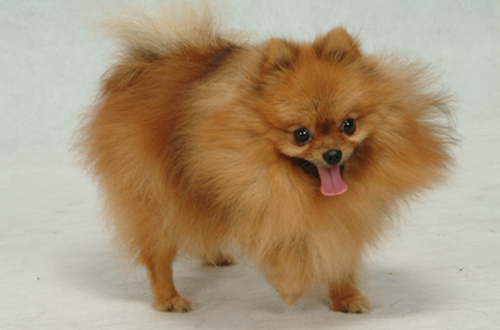 博美犬(Pomeranian)