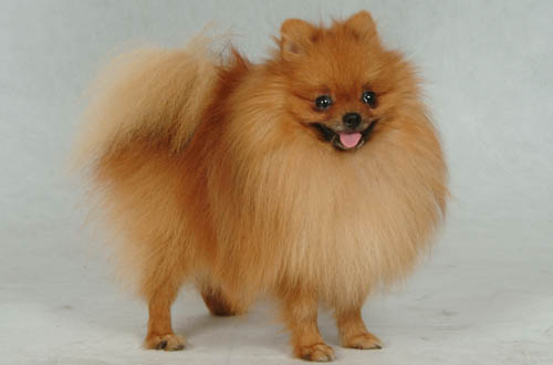 博美犬(Pomeranian)