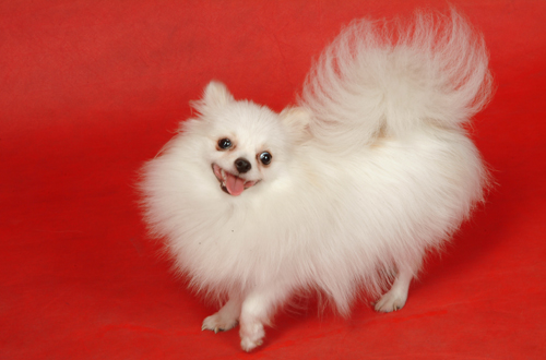 博美犬(Pomeranian)