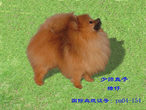 博美犬(Pomeranian)