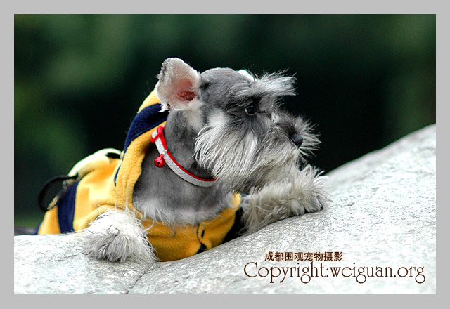 迷你雪那瑞(Miniature Schnauzer)