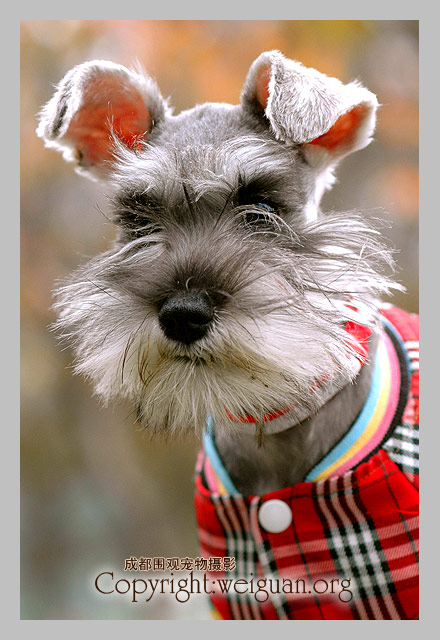 迷你雪那瑞(Miniature Schnauzer)