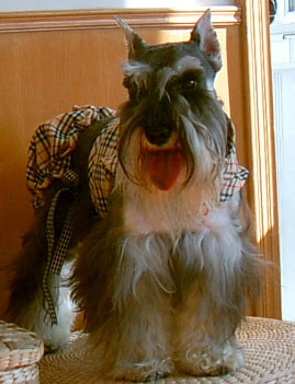 迷你雪那瑞(Miniature Schnauzer)