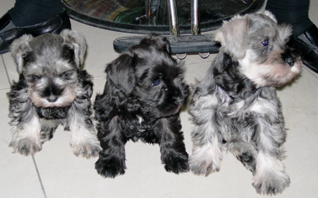 迷你雪那瑞(Miniature Schnauzer)