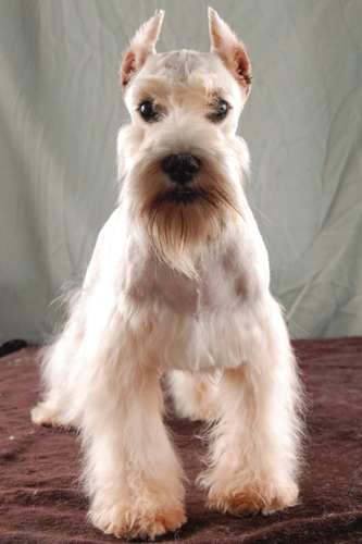迷你雪那瑞(Miniature Schnauzer)