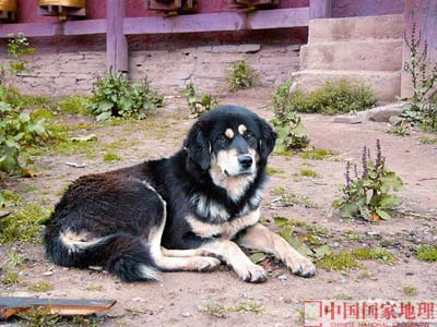 藏獒（tibentan mastiff）