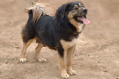 藏獒（tibentan mastiff）
