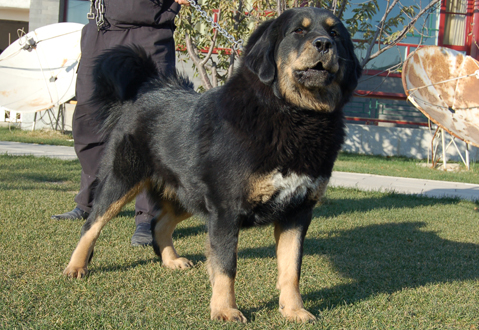 藏獒（tibentan mastiff）