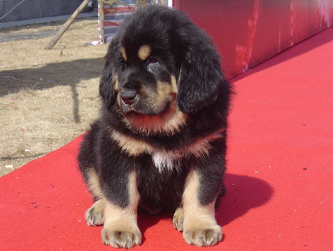藏獒（tibentan mastiff）