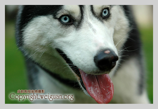 哈士奇(Husky)