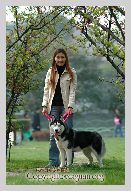 哈士奇(Husky)