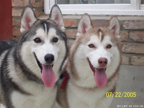 哈士奇(Husky)