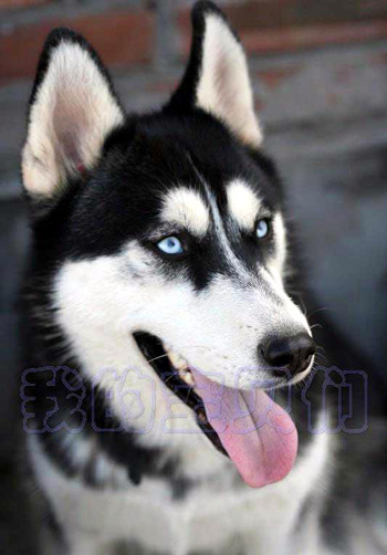 哈士奇(Husky)