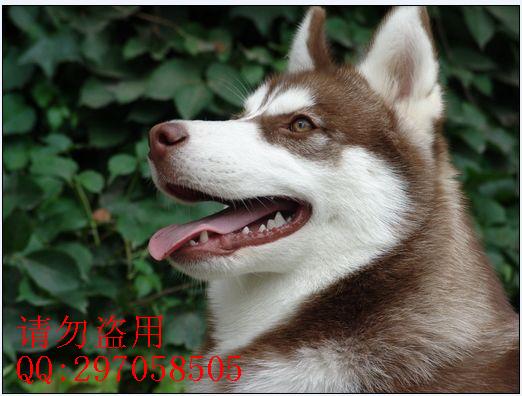 哈士奇(Husky)