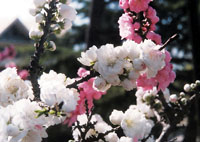 桃花依旧笑春风(组图)