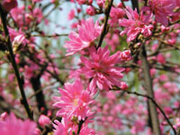 桃花依旧笑春风(组图)