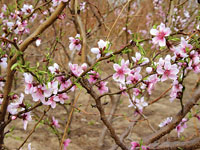 桃花依旧笑春风(组图)