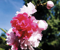 桃花依旧笑春风(组图)