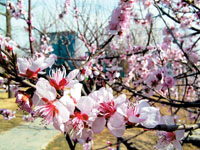 桃花依旧笑春风(组图)