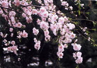 桃花依旧笑春风(组图)