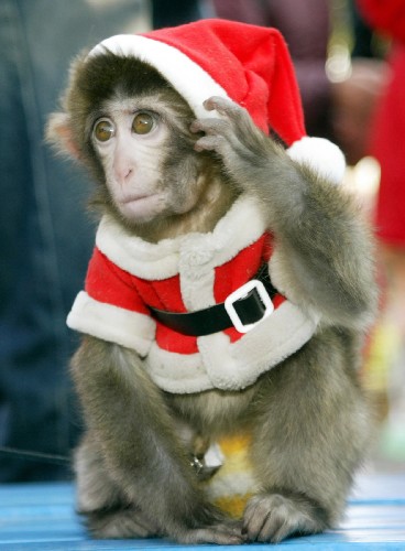 圣诞猴子