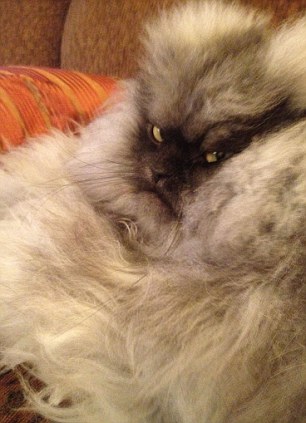 “世上最震怒猫咪”走红酬酢网 歪邪情态驯服粉丝