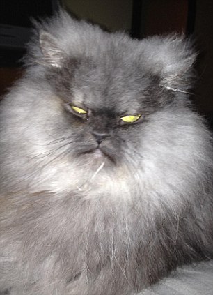 “世上最震怒猫咪”走红酬酢网 歪邪情态驯服粉丝