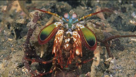 英国海域惊现螳螂虾 凶猛程度令人生畏