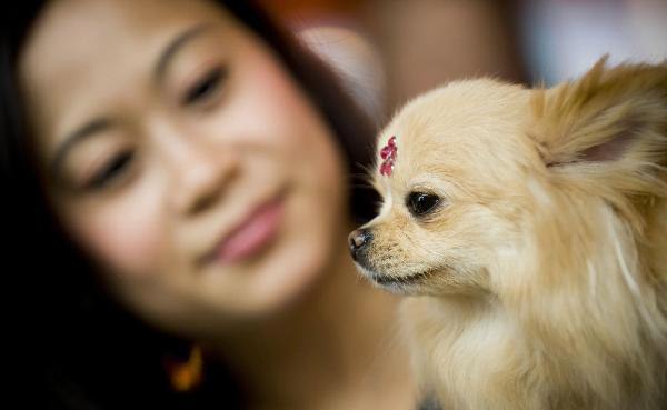 组图：狗狗时装秀大赛在香港举行 (2)