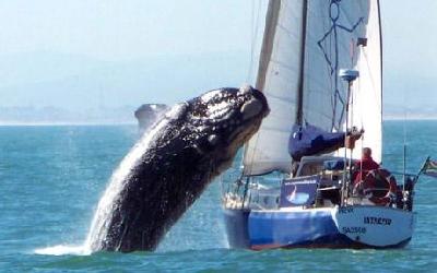 40吨重鲸突降游艇 南非老夫妻大难不死