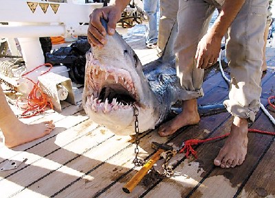 埃及两鲨鱼袭人致一死四伤 附近海滩无限期关闭