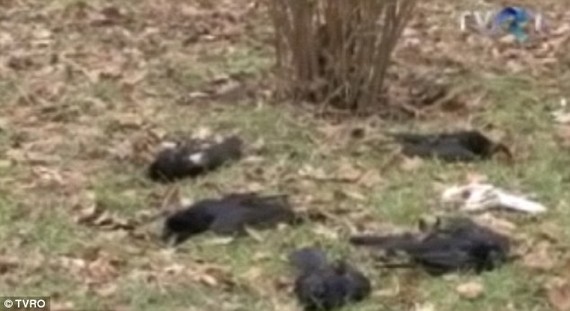 罗马尼亚鸟儿群体丧生揭秘：贪吃酿酒葡萄渣中毒