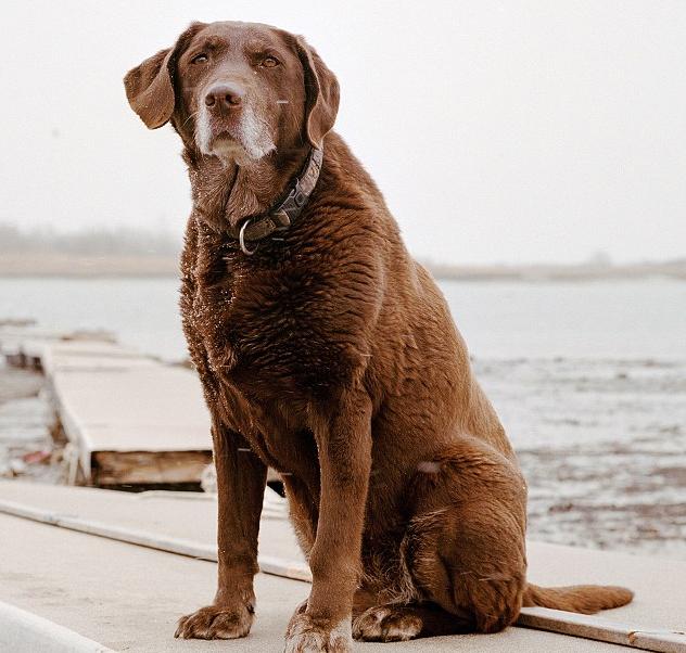 美国摄影师用相机纪录9·11英雄搜救犬暮年时光