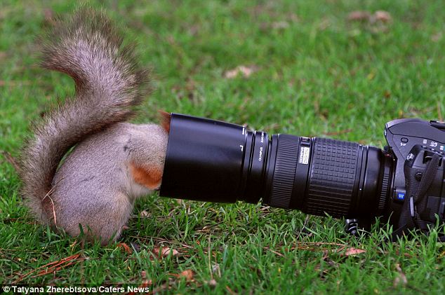 图：调皮松鼠为找坚果被卡相机镜头罩