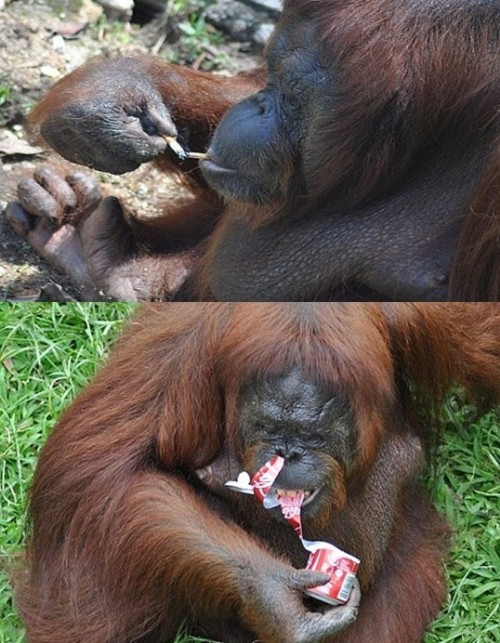 大马动物园猩猩抽烟上瘾