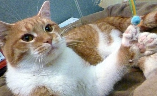 多趾猫咪成动物救援中心吉祥物成功筹款5万美元 中国日报网