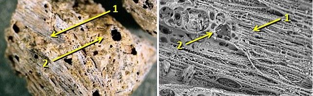 1.2万年前岩石中存在熔化玻璃 或成史前人类动物灭绝原因新证