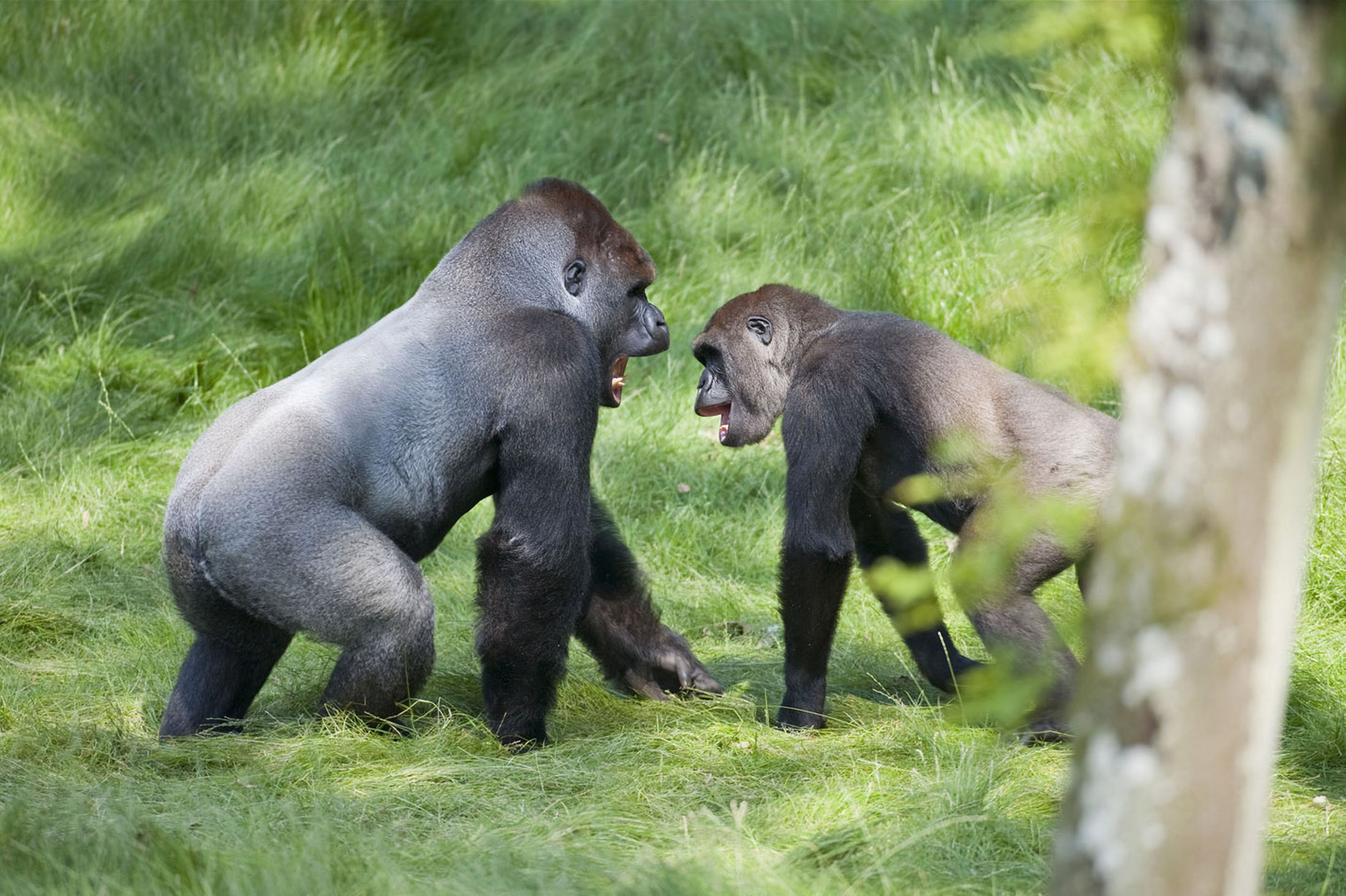 英国黑猩猩“兄弟情深” 分开3年后重逢场面令人感动