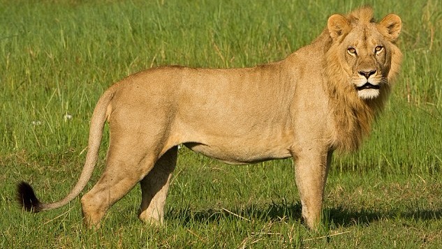 非洲惊现“变性”母狮 激素失调长出雄性鬃毛