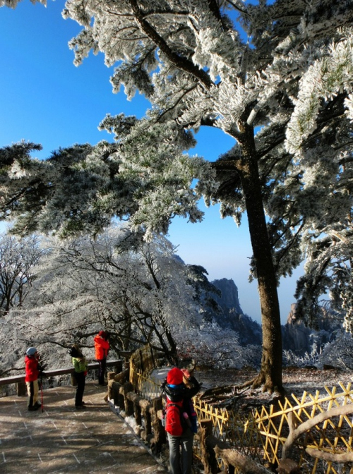 黄山现雾凇奇观 “千树万树梨花开”若琉璃世界