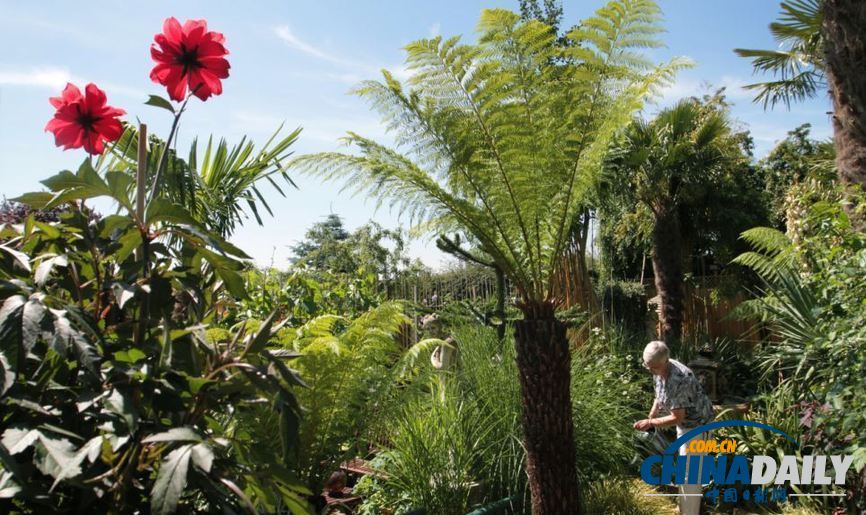 英国夫妇自家后院打造“热带丛林” 仿佛天堂一角