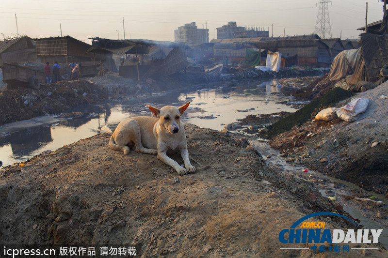 图片故事：孟加拉国人在因造皮革受污染环境中生活
