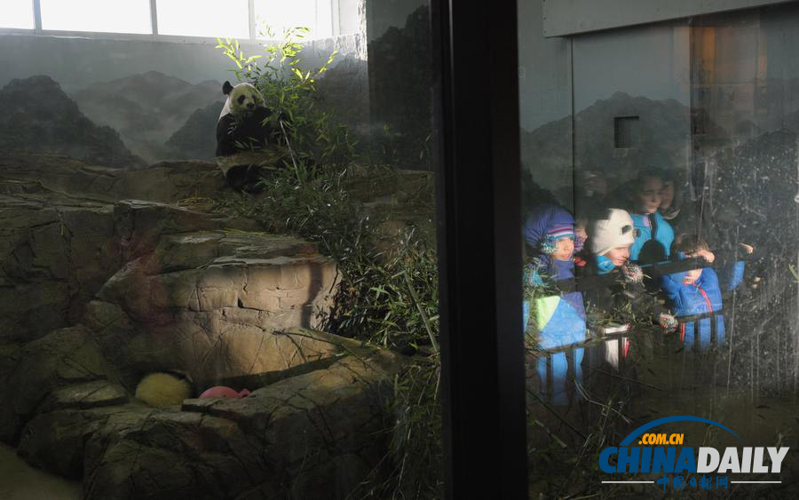 华盛顿动物园熊猫“宝宝”首次正式见公众