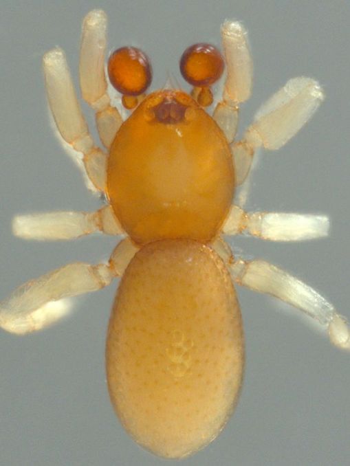 澳科学家发现新种类蜘蛛 状如软糖仅1毫米长