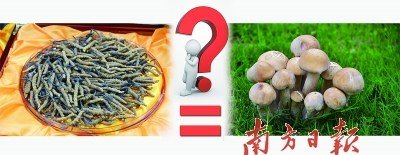 虫草价格已是黄金两倍 专家称营养价值等于蘑菇