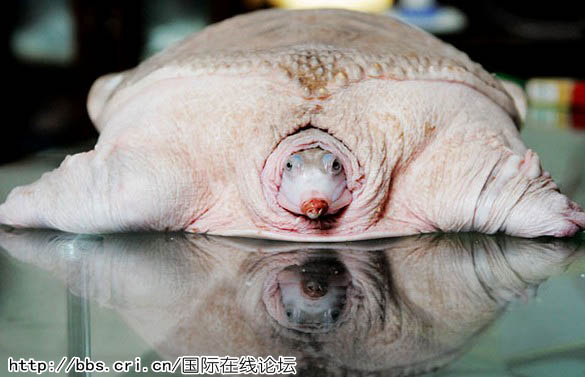 世界上长尾巴的奇人组图