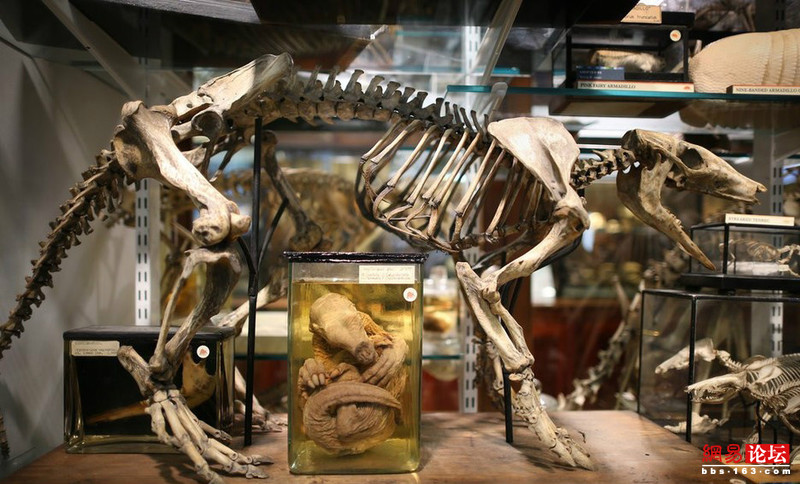 探秘国外恐怖动物标本博物馆