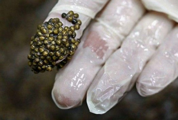 顶级黑鱼子酱制作全程